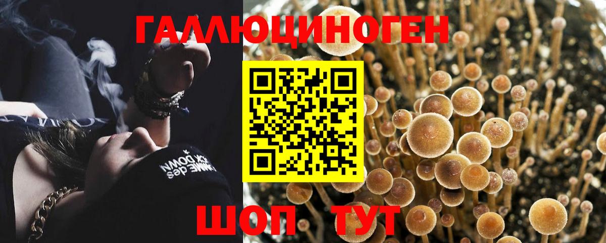 Псилоцибиновые грибы Psilocybine cubensis Клин